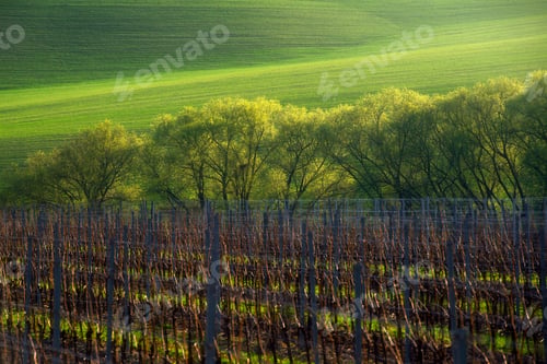 Preview: Detail of South Moravian field, Czech republic.