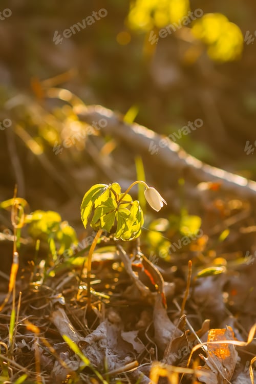 Preview: Anemone nemorosa in a wild spring forest. Beautiful white wildflowers.
