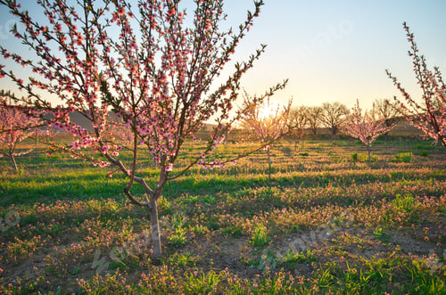 Preview: Spring of peach garden.