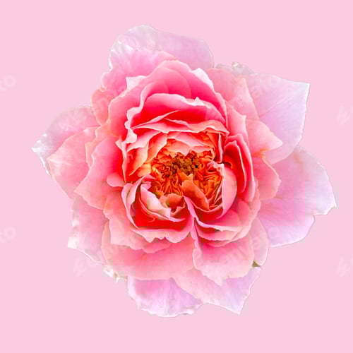 Preview: Beautiful pink rose on white background. Pink rose blossom.