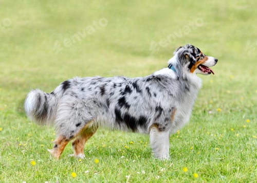 Preview: training of australian shepherd