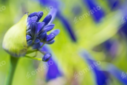 Preview: Purple and Green colorful tropical flower