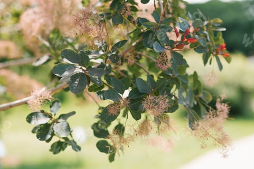 Preview: Soft Pink Inflorescences of Cotinus Coggygria close up