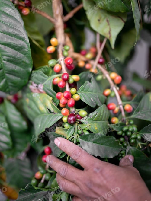 Preview: Close up of red coffe beans growing