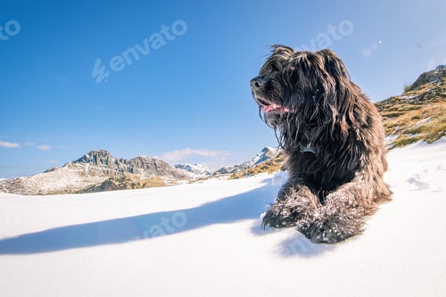 Preview: Italian shepherd dog