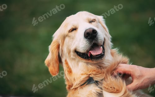 Preview: Funny pet labrador dog animal during seasonal activity. beautiful breed dog funny labrador outdoor
