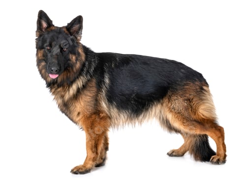 Preview: german shepherd in studio