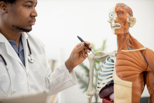 Preview: Physician marking shoulder joint with pen on teaching model