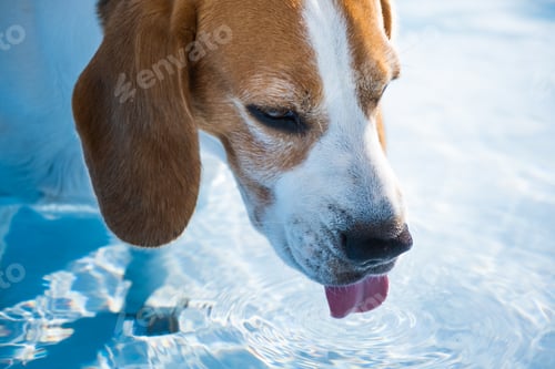 Preview: A cute beagle dog in swimming pool cooling down in summer.