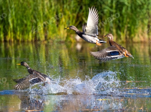 Preview: Mallard Ducks Taking Off