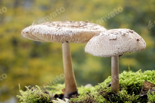 Preview: Close up photo of nice mushrooms in natural background.