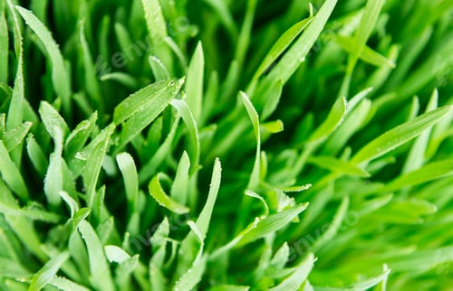 Preview: Green grass
