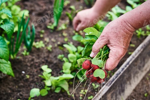 Preview: Fresh organic radish harvest in woman hands