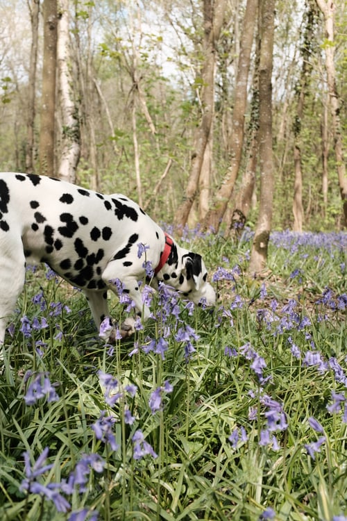 Preview: Dalmatian and bluebells