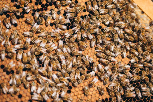 Preview: Bee colony in hive macro. Working honey bees, honeycomb, wax cells with honey and pollen.