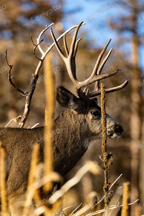 Preview: Vertical closeup of a male white-tailed deer roaming the forest.