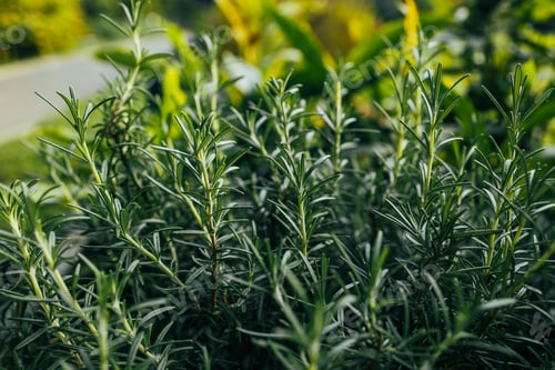 Preview: Eco fresh rosemary plants in an herb garden