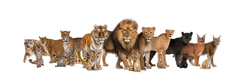 Preview: Large group of many adult wild cats and they cub together in a row