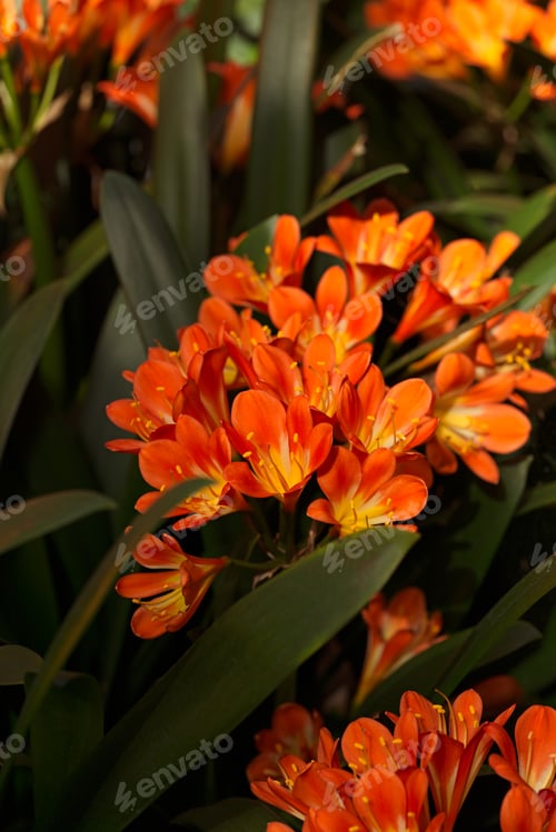 Preview: Vibrant Blooming Bush Lily Flowers