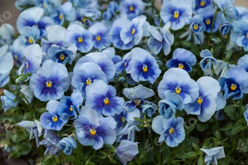 Preview: Light blue Calibrachoa flowers outdoors