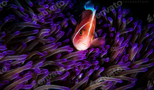 Preview: Beautiful Anemone fish, clown fish, underwater photo