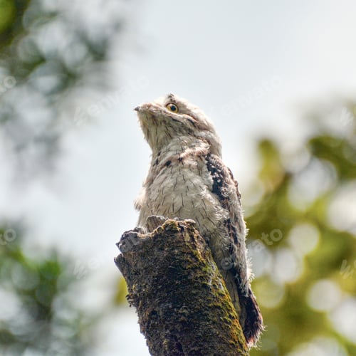 Preview: Potoo bird, all day sitting and mostly sleeping on a dead tree branch