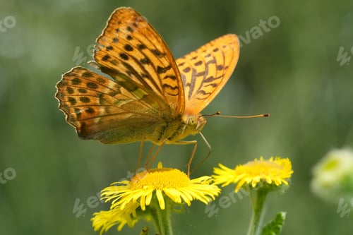Preview: Silver-Washed Fritillary Butterfly Closeup