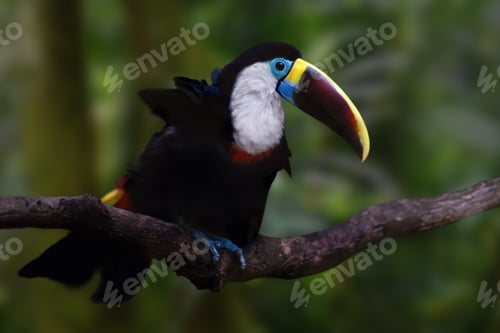 Preview: White-throated Toucan bird (Ramphastos tucanus)