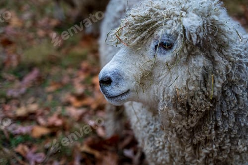 Preview: Closeup shot of a white sheep (Ovis aries)