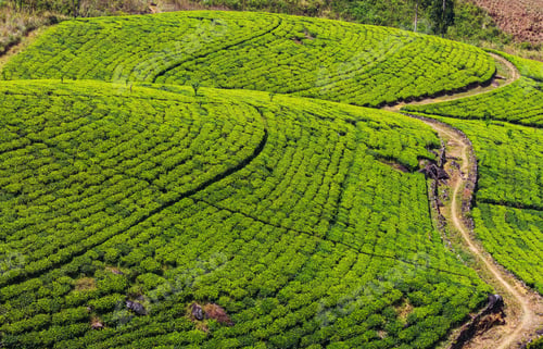 Preview: Tea plantation