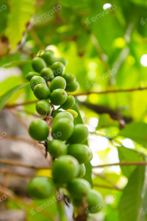 Preview: Twig Of Fresh Coffee Fruits Growing at Farm