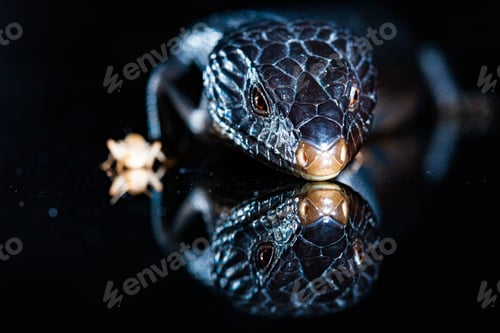 Preview: Black blue tongued lizard in dark shiny mirror environement