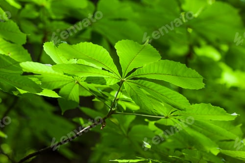 Preview: Fresh green chestnut tree leaf blurred background shallow dapth of field effect
