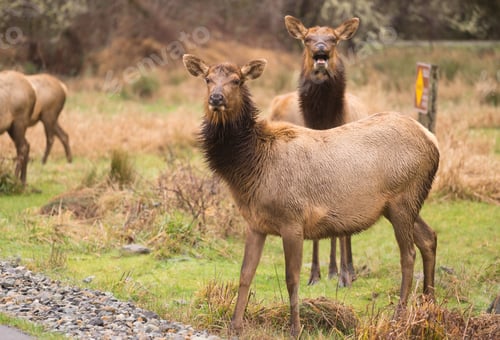 Preview: Female Elk Weathering the Rain Northern California
