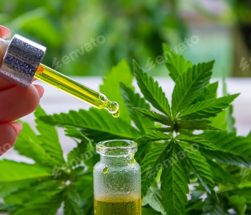 Preview: hemp oil. fresh cannabis leaves. Jars of cannabis oil.