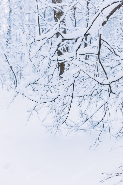 Preview: Trees covered with hoarfrost and snow