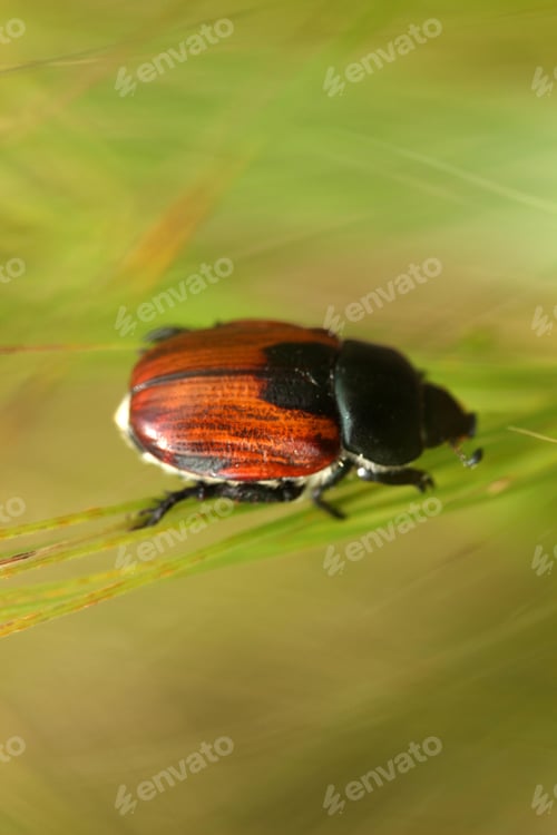 Preview: harmful japanese beetle in wheat field