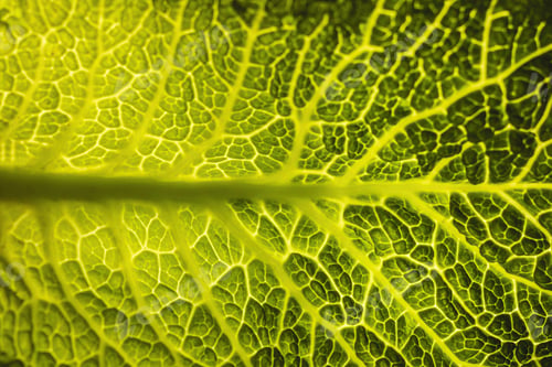 Preview: Closeup of the color and texture of a cabbage leaf