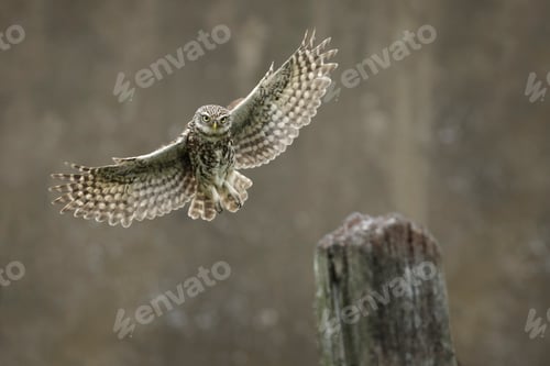 Preview: Owl in flight with wings extended over wooden perch