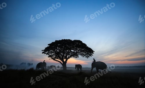 Preview: Elephant at sunrise in Thailand