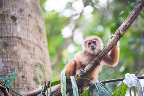 Preview: White fronted Capuchin Monkey (Cebus albifrons), Monkey Island (Isla de los Monos), Tambopata Nation