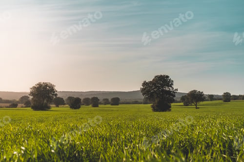 Preview: Sunset in a meadow of Manzanares