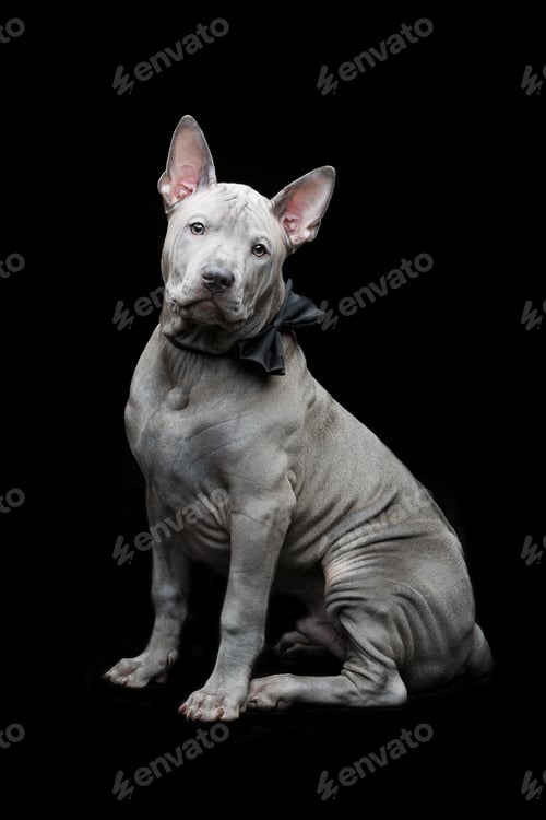 Preview: Thai ridgeback puppy
