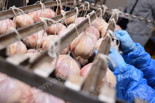 Preview: hands of an employee of a meat processing plant prepare meat delicacies from pork suspended on a