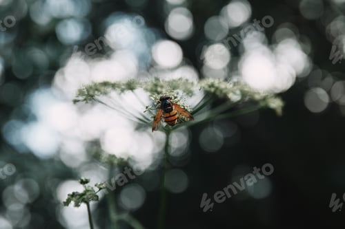 Preview: selective focus of bee on cow parsley flowers with blurred background