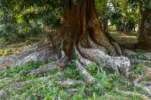 Preview: close up view of old tree with large roots, sri lanka, kandy