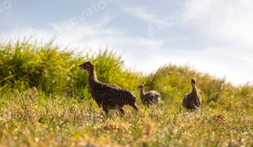 Preview: Baby helmeted guineafowl in a golden lit field at sunrise or sunset.