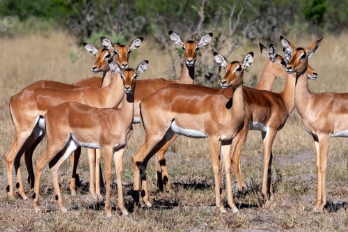 Preview: Impala Antelopes - Botswana