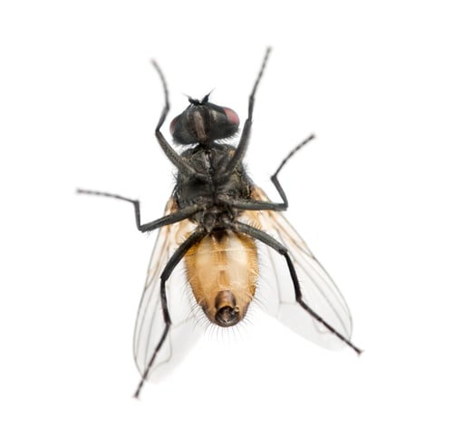 Preview: View from below of a House fly, Muscidae, isolated on white