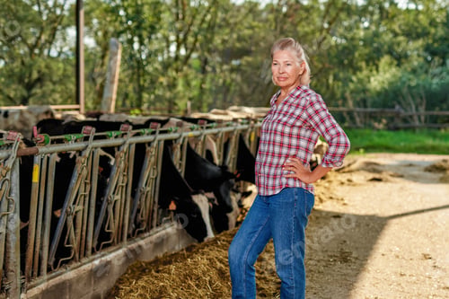 Preview: Farmer Woman Is Working On Farm With Dairy Cows.